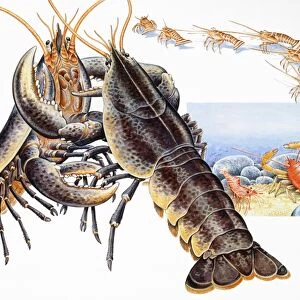 Lobsters (Nephropidae), fighting
