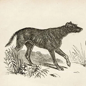 Lurcher and Foxhound dogs engraving 1851