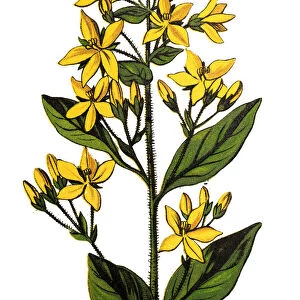 Lysimachia vulgaris, the yellow loosestrife or garden loosestrife