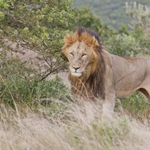 Male lion -Leo panthera- at the Addo Elephant Park, South Africa