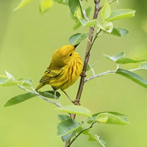 Male yellow warbler in late May