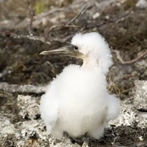 Masked booby chick, Galapagos lslands