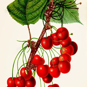 Mercer cherry illustration 1892