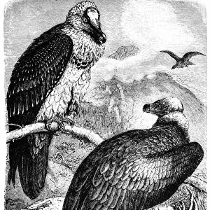 Monk Vulture (Aegypius monachus) and Bearded Vulture (Gypaetus barbatus)