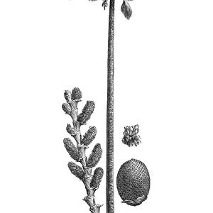 Moriche palm, buriti, muriti, canangucho or aguaje (Mauritia flexuosa)