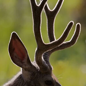 Mule Deer Buck in Velvet Profile