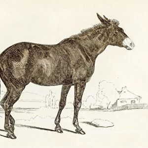 The mule engraving 1851
