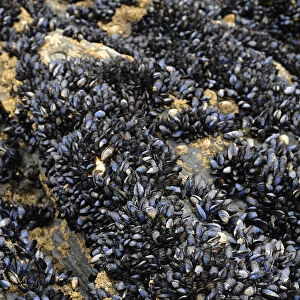 Mussels -Mytilus- on a rock on the coast of Newquay, Cornwall, England, United Kingdom, Europe
