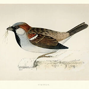 Natural History - Birds - House sparrow