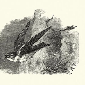 Natural history, birds, sand martin (Riparia riparia)