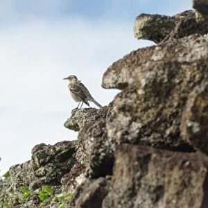 Natural landscape with birds at Galapagos Island