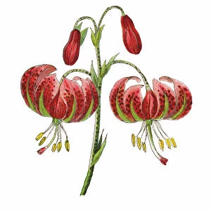 Old chromolithograph illustration of Botany, Turk's cap lily (Lilium martagon) pollinated by Hummingbird hawk-moth (Macroglossum stellatarum)