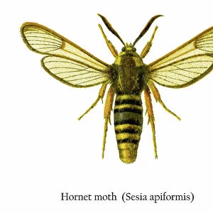 Old chromolithograph illustration of Hornet moth (Sesia apiformis)