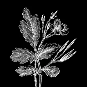 Old engraved illustration of Botany, the greater celandine (Chelidonium majus) a perennial herbaceous flowering plant in the poppy family Papaveraceae