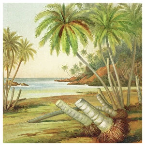 Old engraved illustration of Coconut Palms on a beach in Ceylon, Plants growing on the dune