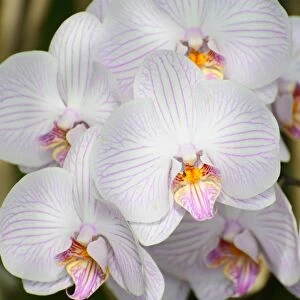 Panicle of white orchid flowers -Phalaenopsis-, hybrid