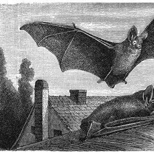 Parti-coloured bat or rearmouse (Vespertilio murinus)