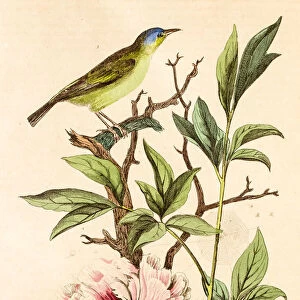 Peony, 19 century botanical illustration