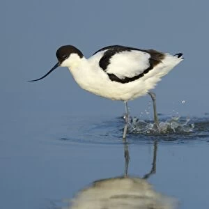 Pied Avocet -Recurvirostra avosetta-, foraging for food, Wagejot Nature Reserve, Texel, West Frisian Islands, province of North Holland, Netherlands