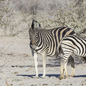 Plains Zebras -Equus quagga- with zebra foal, Etosha National Park, Namibia