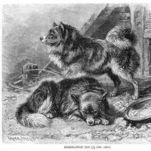 Pomeranian dog engraving 1894
