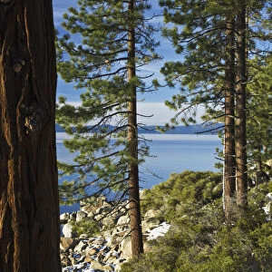 Ponderosa Pines (Pinus ponderosa) at shoreline of Lake Tahoe, Nevada, USA