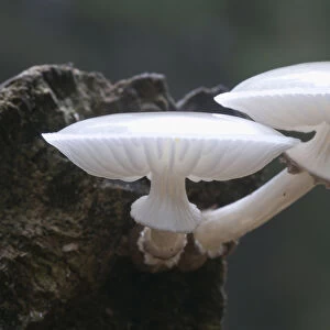 Porcelain Mushroom or Porcelain Fungus (Oudemansiella mucida)
