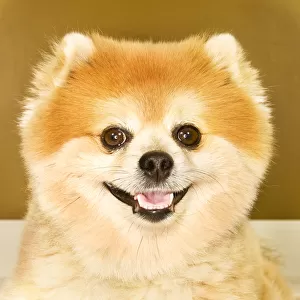 Portrait of Pomeranian dog