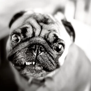 Pug portrait, ugly in a cute sort of way