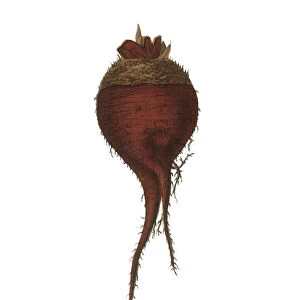Red Beet, Root Crops and Vegetables, Victorian Botanical Illustration