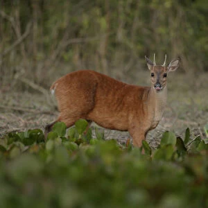 Red Brocket Deer (Mazama americana)