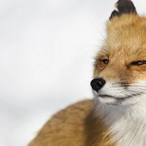 Red Fox Grinning