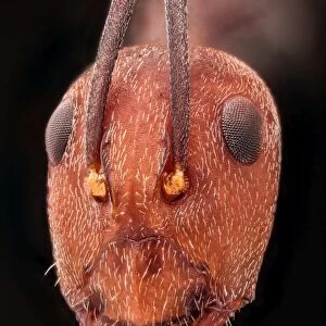 Red headed African ant