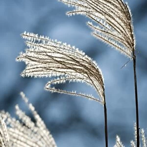 Reeds with backlighting, Wilhelma, Stuttgart, Germany, Europe