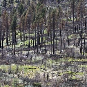 Remains of the forest fire on the outskirts of Yosemite National Park, California, USA