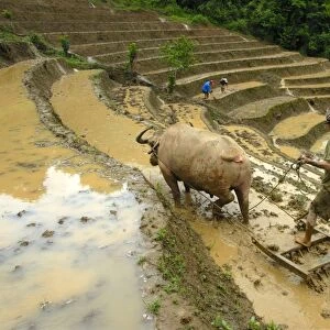 Rice farmer plowing his rice paddy with the help of a water buffalo, rice terraces, Phongsali or Phongsaly District and Province, Laos, Southeast Asia, Asia