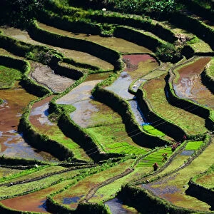 Rice terrace Philippines