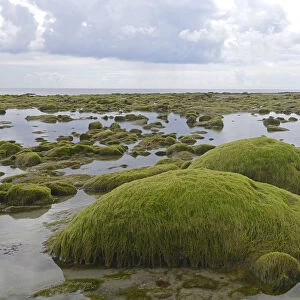 Rocks overgrown with algae in the intertidal mudflats, Department Cotes dArmor, Brittany, France