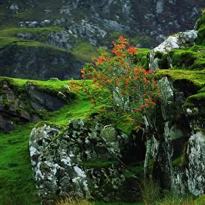 Rowan Tree, Co Donegal, Ireland