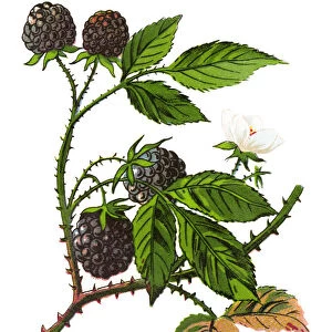 Rubus caesius, European dewberry
