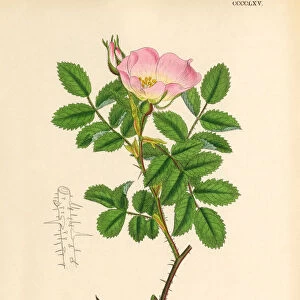 Sabineas Rose, Rosa Sabini, Victorian Botanical Illustration, 1863