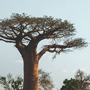 Sacred Baobab