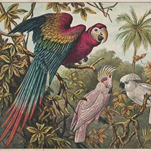 Scarlet macaw, Pink and White cockatoo, chromolithograph, published ca. 1898