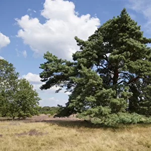 Scots Pine -Pinus sylvestris-, Luneburg Heath Nature Park, Lower Saxony, Germany