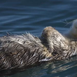 Sea Otter (Enhydra lutris) Sleeping