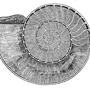 section ammonite