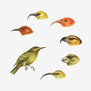 Series of illustrations of Akaipolaau, Liwi, Maui parrotbill, Apapane, Kona, Honeycreeper, Kauai akialoa showing types of beak