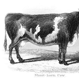 Short-horn cow engraving 1873