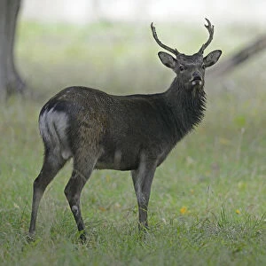 Sika Deer -Cervus nippon-, Denmark