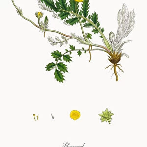 Silverweed, Potentilla anserina, Victorian Botanical Illustration, 1863